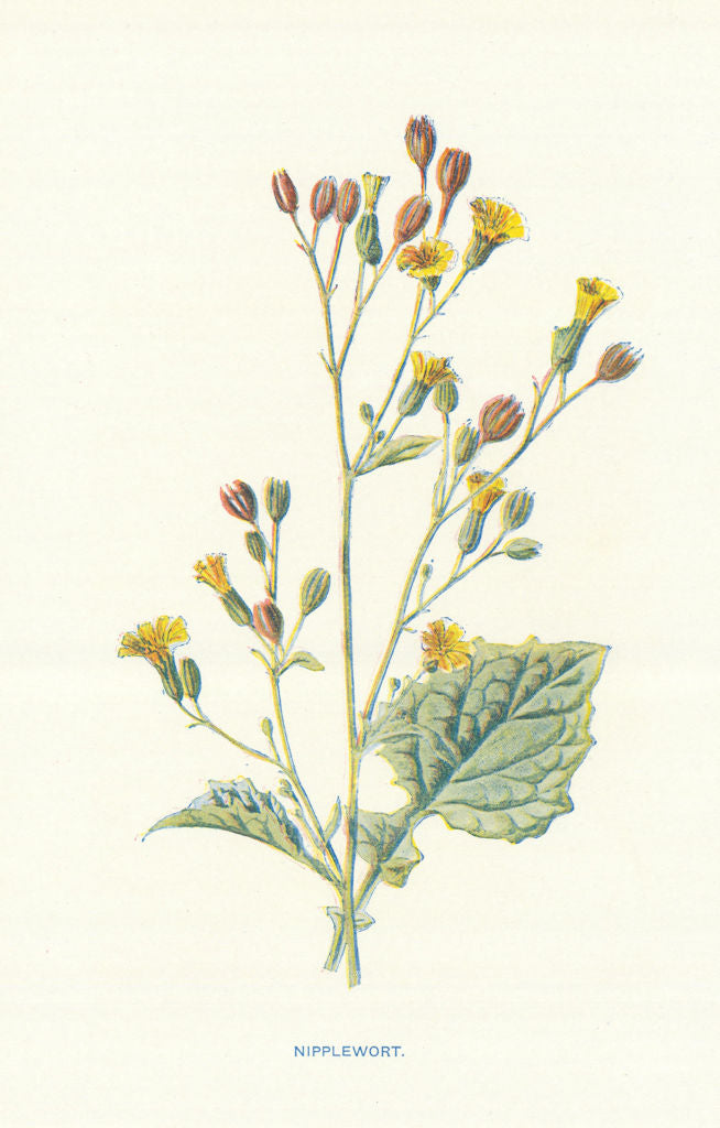 Nipplewort. Wild Flowers by Frederick Edward Hulme c1895 old antique print